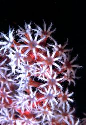 'SOFT CORAL STUDY' Close up and personal with soft coral ... by Rick Tegeler 